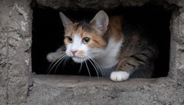 В Минске могут закрыть подвалы многоэтажек 